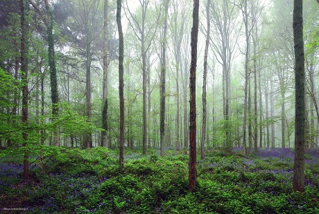 Mê mẩn trước vẻ đẹp khu rừng cổ tích Hallerbos - 7 Minh Anh