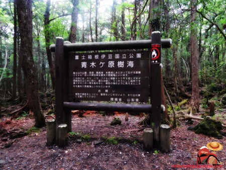 Rùng rợn ghé thăm “khu rừng tự sát” ở Nhật Bản - 1 Rừng Aokigahara được biết đến với cái tên rừng tự sát