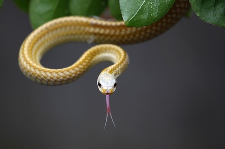 Hàng chục ngàn con rắn độc sinh sống trong làng Tử Tứ Kiều