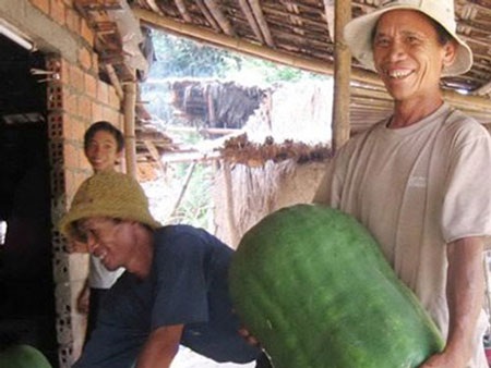 Bí ẩn ở vùng đất những quả bí lớn nhanh như thổi và to hơn người - 2 Bí ẩn ở vùng đất những quả bí lớn nhanh như thổi và to hơn người