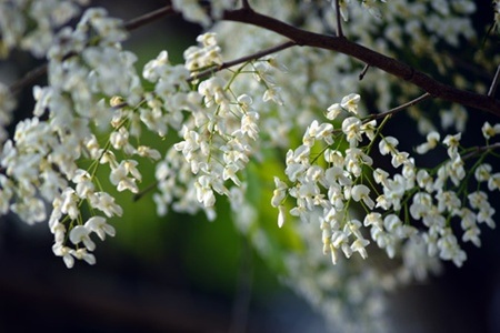 Hoa sưa tô điểm thêm ngày xuân