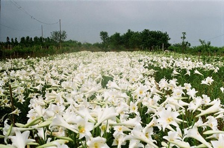 Cánh đồng hoa loa kèn của thủ đô