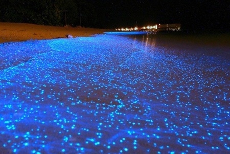 Mê hồn trước bãi biển phát sáng ở thiên đường Maldives - 6 Ngàn đốm sao đêm trong nước