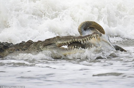 Kinh hãi “sát thủ đầm lầy” hạ gục rùa biển trong chớp mắt