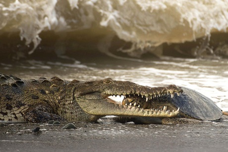 Kinh hãi “sát thủ đầm lầy” hạ gục rùa biển trong chớp mắt