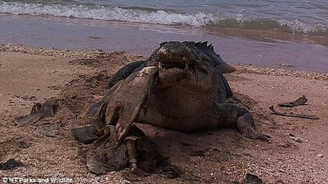 Ở một nơi khác, một nhiếp ảnh gia cũng vừa chộp được khoảnh khắc cũng của cá sấu và rùa biển