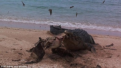 Ở một nơi khác, một nhiếp ảnh gia cũng vừa chộp được khoảnh khắc cũng của cá sấu và rùa biển