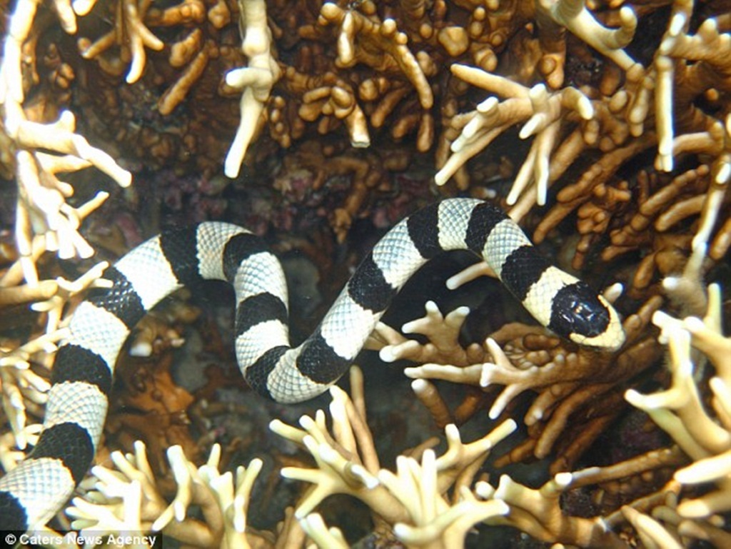 Đây là loại rắn độc nhất thế giới với nọc độc mạnh hơn rắn hổ mang tới 10 lần
