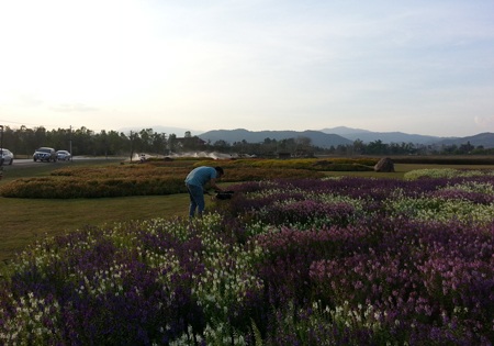 Chiều rực rỡ trong công viên rộng lớn Shingha Chiang Rai - 2 Hoa được trồng theo từng khối màu dọc bên đường