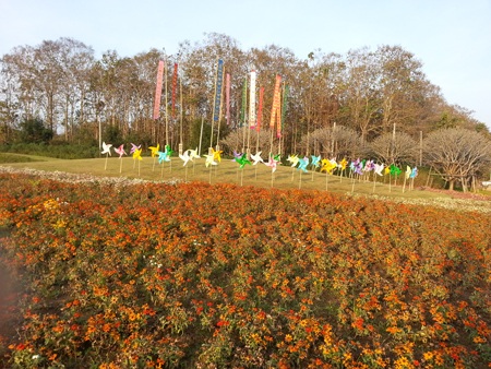 Chiều rực rỡ trong công viên rộng lớn Shingha Chiang Rai - 4 Đồi chong chóng với những lá cờ mang biểu tượng của miền Bắc Thái Lan