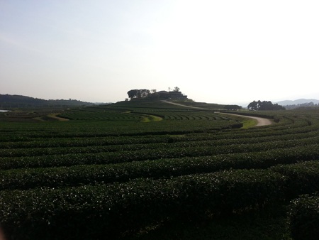 Chiều rực rỡ trong công viên rộng lớn Shingha Chiang Rai - 6 Đồi chè ngút ngàn trong công viên Shingha.