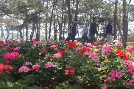 Đà Lạt rộn ràng đón Tết dương lịch