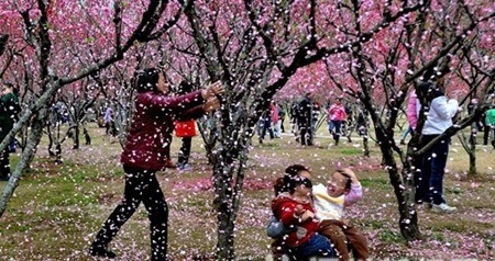 Du khách... rung cây thật lực để chụp cảnh hoa rơi - 1 Những cánh hoa đào rơi lả tả