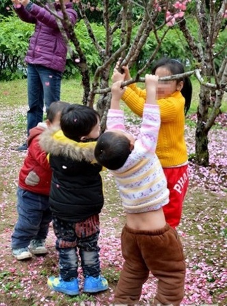 Du khách... rung cây thật lực để chụp cảnh hoa rơi - 4 Những đứa trẻ cũng thi nhau bẻ cây, níu cành