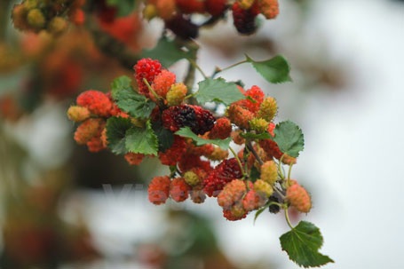 Chỉ mấy hôm nữa trời hửng nắng, quả trở nên đỏ au rất đẹp. (Ảnh: Minh Sơn/Vietnam+)