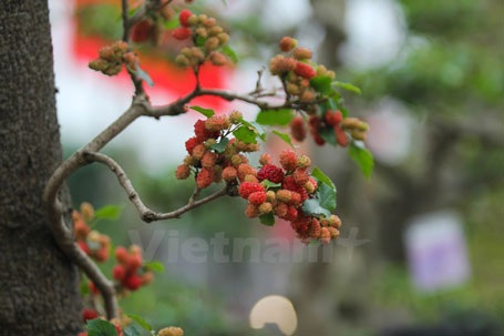 Chỉ mấy hôm nữa trời hửng nắng, quả trở nên đỏ au rất đẹp. (Ảnh: Minh Sơn/Vietnam+)
