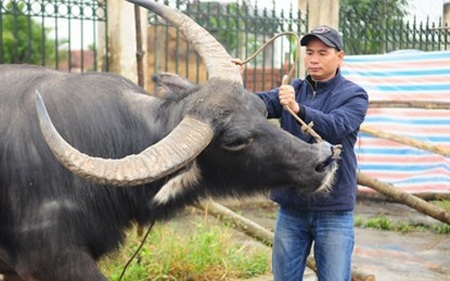 Công phu nghề săn “chiến binh hai sừng” - 1 Công phu nghề săn “chiến binh hai sừng”