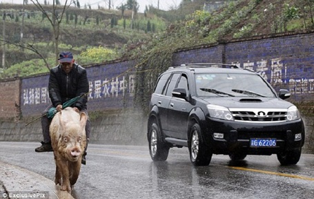 Lão nông Trung Quốc cưỡi... lợn đi siêu thị - 1 Lão nông Trung Quốc cưỡi... lợn đi siêu thị