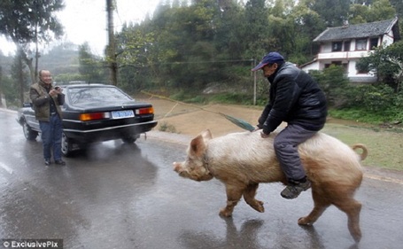 Lão nông Trung Quốc cưỡi... lợn đi siêu thị - 3 Hải Phong
