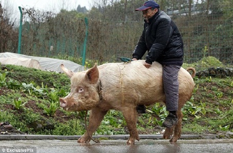 Lão nông Trung Quốc cưỡi... lợn đi siêu thị - 4 Hải Phong