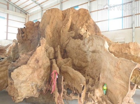 Bộ rễ sau khi đã gọt giũa tỉ mỉ. (Ảnh:PL)