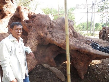 Ông Mai Kiên đang giới thiệu những nét kỳ thú của bộ rễ được cho là của loại cây bàng đá. (Ảnh:PL)