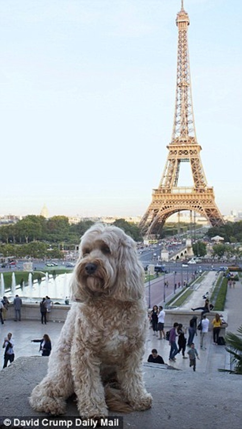 Cô chó Darcy check in trước tháp Eiffel