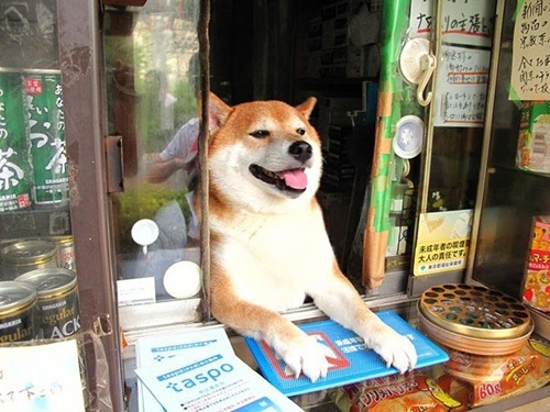 Chú chó nổi tiếng nhờ biết mở cửa bán hàng - 1 Chú chú Shiba nổi tiếng trong công đồng mạng nhờ vẻ ngoài dễ thương và linh hoạt