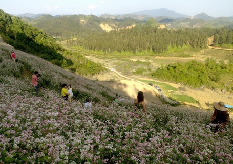 Lên vùng cao Lào Cai ngắm hoa Tam giác mạch nở trái mùa tuyệt đẹp