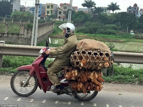 Hình ảnh xe chở đồ cồng kềnh ở Việt Nam lên báo Anh - 1 Phương tiện đi lại chủ yếu trên đường phố Việt