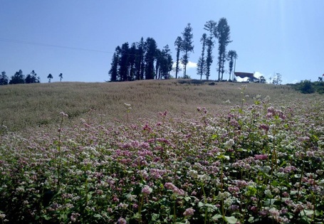 Hoa tam giác mạch trở thành cây du lịch giúp cho người dân xóa đói, giảm nghèo