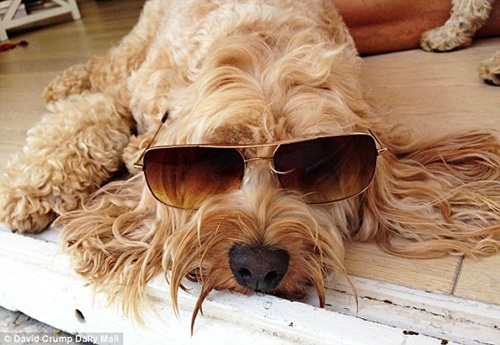 Darcy nằm thư giãn dưới nắng ở thành phố Nice thuộc miền