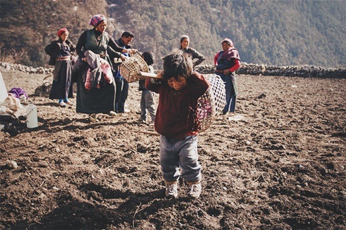 Tuy nhỏ tuổi nhưng nhiều em nhỏ đã ra đồng theo bố mẹ đi làm