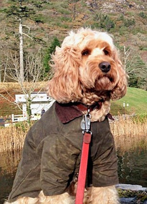  Cô được chưng diện khá đỏm dáng