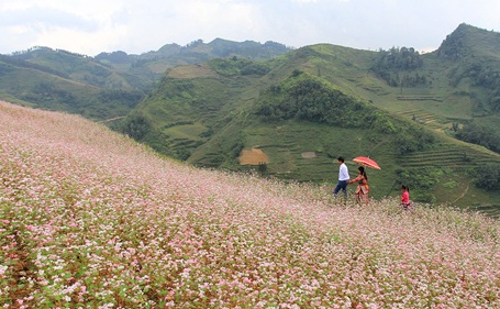 Tại xã Lử Thẩn du khách muốn tham quan hết các vườn hoa cũng phải đi hết 1 ngày.