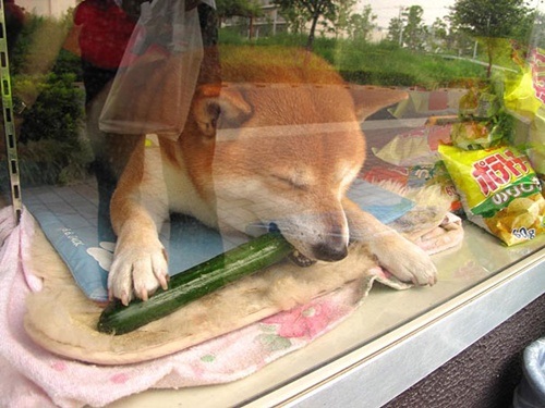 Chú chó nổi tiếng nhờ biết mở cửa bán hàng - 6 Phút nghỉ ngơi của Shiba