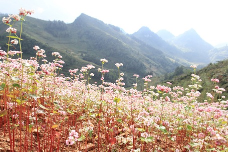 Hoa tam giác mạch ở Si Ma Cai hồng rực vào đầu tháng 5.