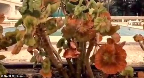 Du khách “ngã ngửa” với khách sạn tồi tàn “gắn mác” 4sao - 7 Cây cối trong vườn đã chết khô