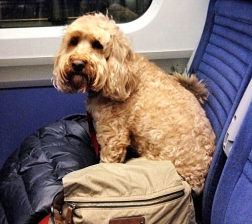 Hộ chiếu riêng của Darc