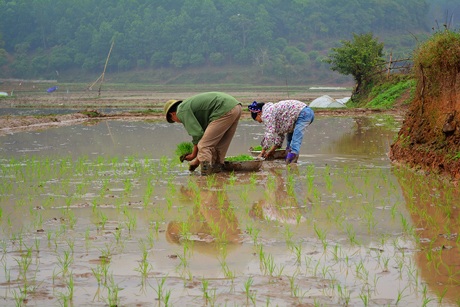 Người dân tranh thủ làm ruộng trên ốc đảo, do điều kiện khó khăn nên đành phó mặc vào nắng mưa