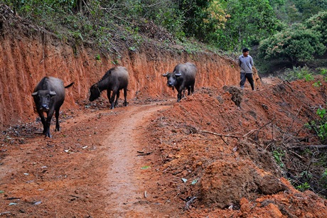 Hành trình khám phá “ốc đảo vải” độc đáo ở Việt Nam