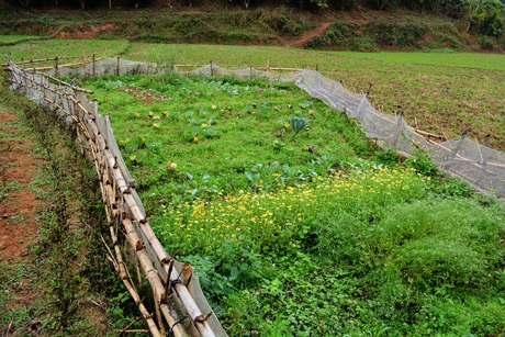 Hoa màu được trồng trong thôn