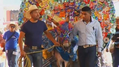 Lễ hội tôn vinh những chú lừa ở Mexico - 1 Những chú lừa được ăn vận rực rỡ đến dự hội