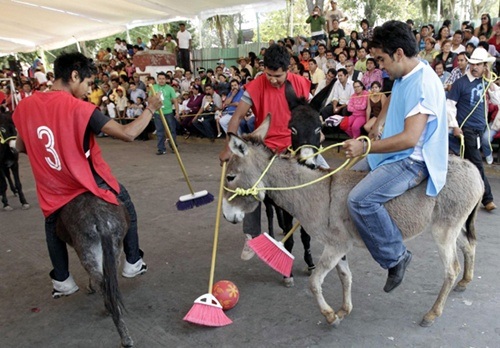 Lễ hội tôn vinh những chú lừa ở Mexico - 3 Thi đấu polo trên lưng lừa