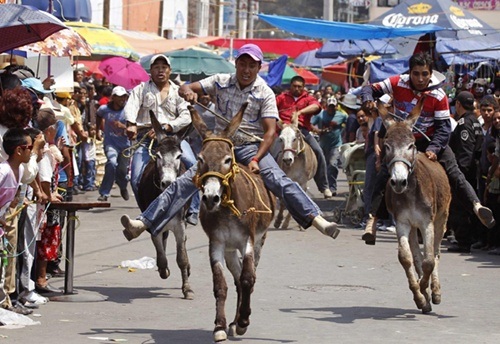 Lễ hội tôn vinh những chú lừa ở Mexico - 4 Những màn đua tốc độ thu hút người xem