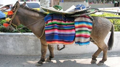 Lễ hội tôn vinh những chú lừa ở Mexico - 5 Hóa trang thành cô dâu, chú rể