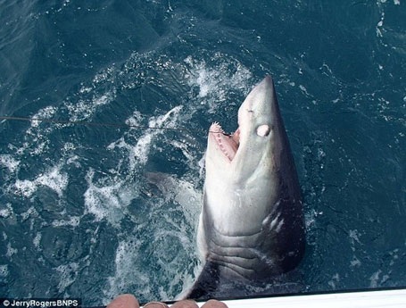 Con cá mập trắng nặng tới 180kg. (Nguồn: Daily Mail)