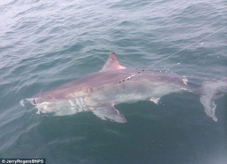 Ông Nelson chiến đấu với con cá mập trong suốt 90 phút. (Nguồn: Daily Mail)