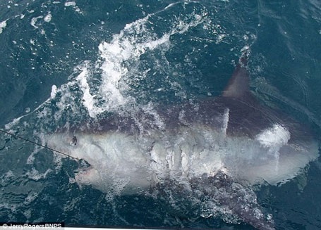 Sau khi chụp ảnh con cá mập, ông Nelson đã quyết định thả nó trở về biển. (Nguồn: Daily Mail)