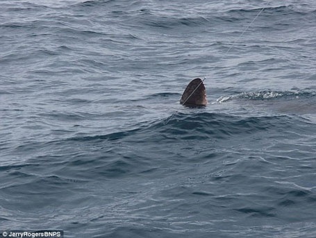 Con cá mập quá lớn so với thuyền của ông Nelson. (Nguồn: Daily Mail)